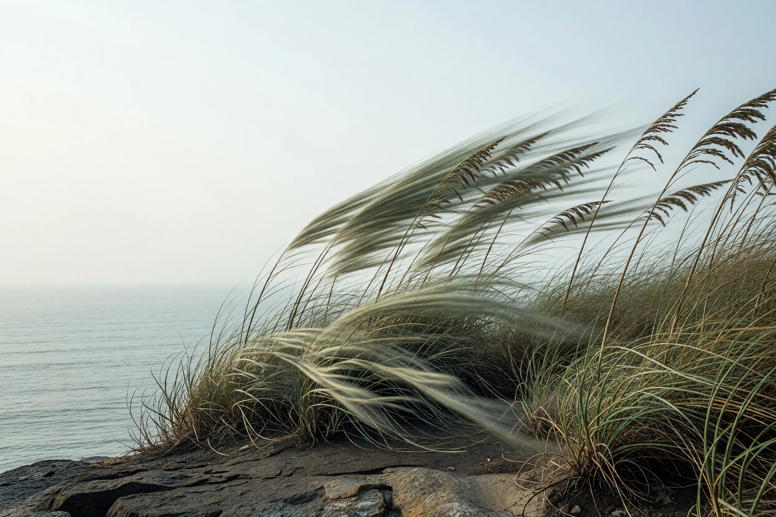 Wind Grasses Cliff